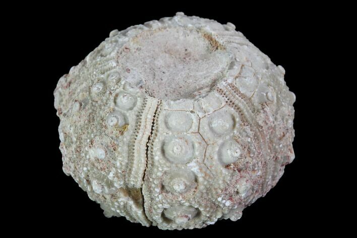 Detailed Nenoticidaris Fossil Urchin - Morocco #90402